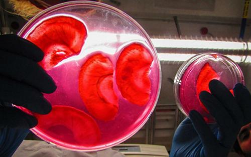科学家在实验室中种植复杂的类器官