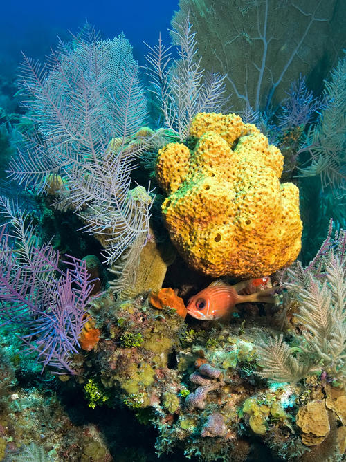 新的研究揭示了热带海洋海绵的独特饮食策略