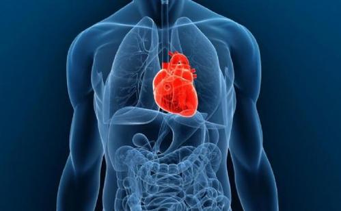 实验室培养的心脏细胞平台让研究人员可以检查药物的功能效应
