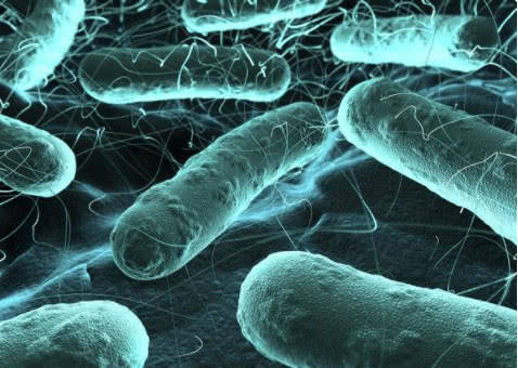 靶向细菌粘附以减少抗生素的使用