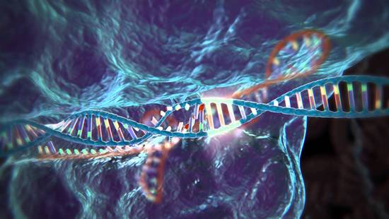 CRISPR全基因组筛选来鉴定有助于细胞抵抗黄病毒感染的基因