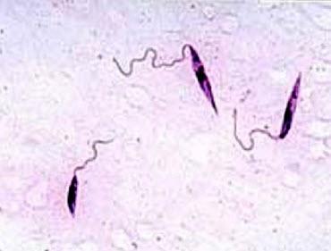 喷射鞭毛可以帮助微生物在营养物耗尽过程中节省能量