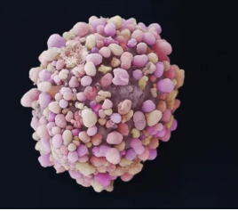干细胞如何与乳腺癌细胞相互作用