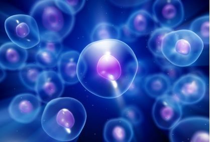 移植的干细胞可以使细胞老化30年