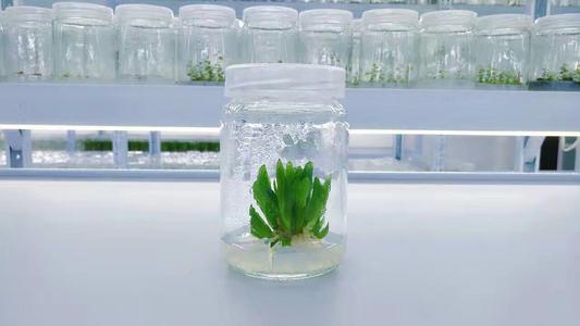 研究人员培养植物以抵御气候变化