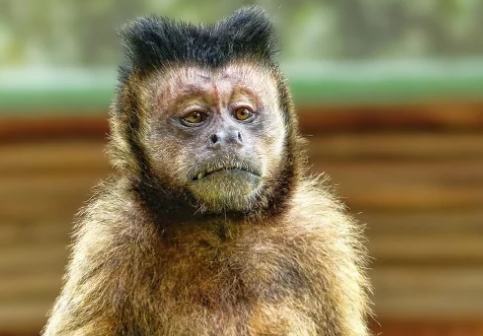 猴子的发现可能导致失明综合症的治疗