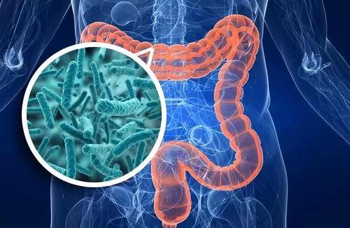 肠道中的细菌可能会改变衰老过程