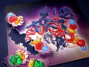 基于CRISPR的新系统靶向扩增的抗生素抗性基因