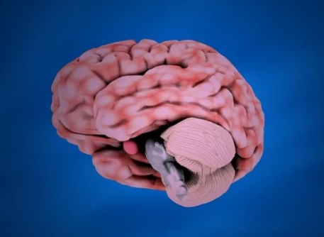 小脑过度活跃会导致大脑中广泛的问题