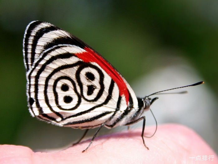 蝴蝶数量下降了三分之二 科学家呼吁改变农业方法