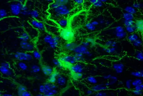 移植的脑干细胞在没有抗排斥药物的小鼠中存活
