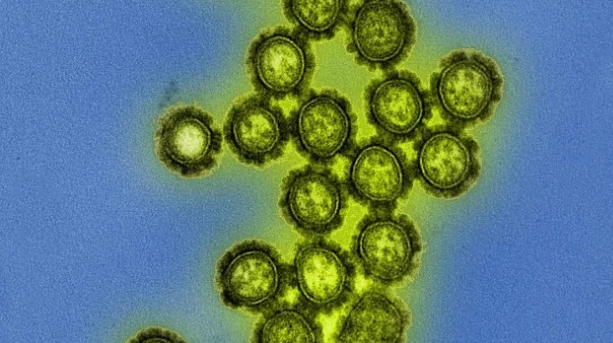 研究人员确定了新的流感免疫指标