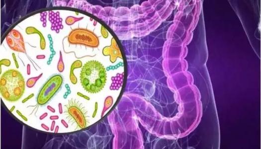 肠道细菌驱动自身免疫性疾病