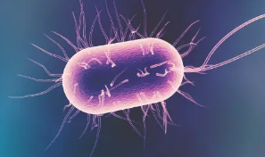 最新研究表明肠道细菌可以加速阿尔茨海默氏病的发展