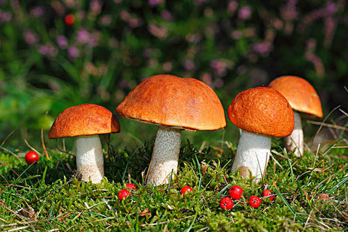 吃蘑菇可能有助于降低前列腺癌的风险
