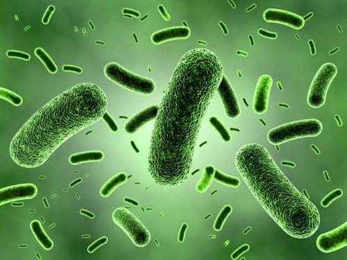 微生物谱支持人类肠道研究的增长领域