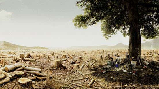 预测巴西的森林砍伐可导致当地气温升高至1.45°C