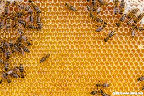 蜂蜜蜂群在非作物田间觅食更成功