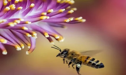 繁殖抗病蜜蜂的关键可能在于以控制卫生行为而闻名的一组基因