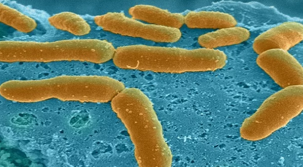 生活在体内和体内的大量微生物深刻地影响着人类的健康和疾病