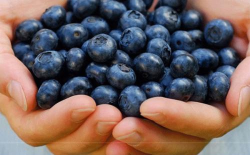 研究人员发现蓝莓可以促进宫颈癌治疗