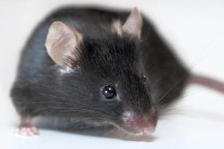 该化合物可延长患有某些小儿脑肿瘤的小鼠的存活率