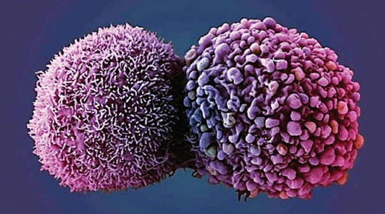 当细胞快速循环时癌症便会迅速起步