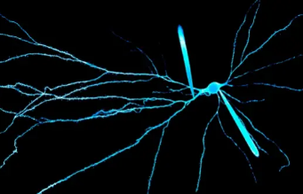 神经科学家现在可以记录人类神经元树突的电活动