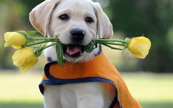 拉布拉多猎犬大多数幼犬美国犬品种第28年