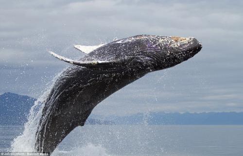 太平洋的温度斑块让人一瞥气候对座头鲸的影响