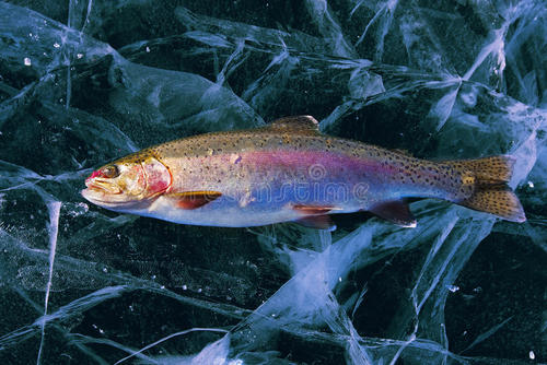 研究人员发现黄石湖鳟鱼入侵的广泛影响