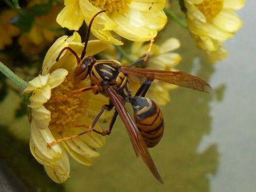 今年春天要小心睡在大脚下的大黄蜂