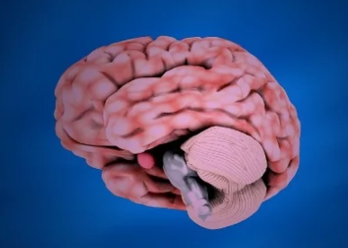 与记忆和情感相关的大脑区域帮助人类导航气味