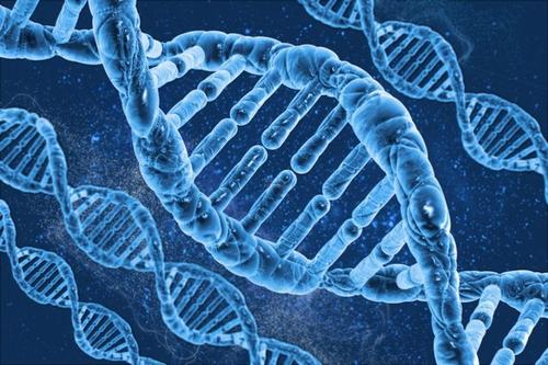 QBI研究人员发现了一种DNA修饰 可以增强我们消除恐惧的能力
