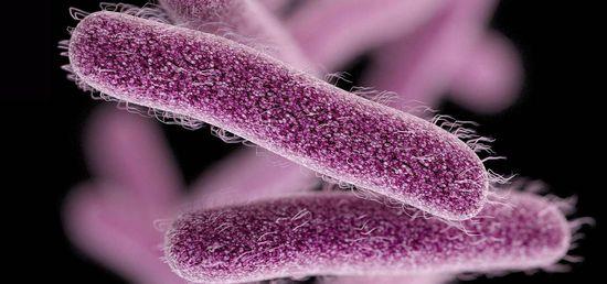 志贺氏菌是全球腹泻的主要原因之一