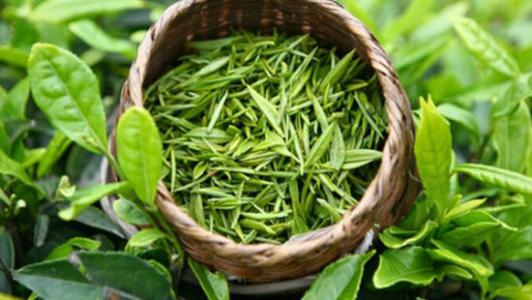 研究小组发现绿茶植物中的化合物显示出抗击结核病的潜力