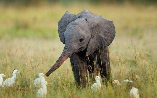 在肯尼亚的孤儿院婴儿大象找到了新的生命和爱