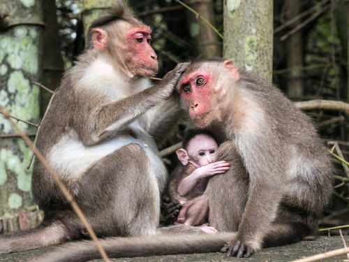 在青春期前保存猴子睾丸组织暗示了一种保持生育能力的新方法