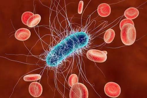 研究呼吁在胶囊化粪便移植物中筛选抗药性大肠杆菌