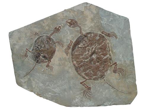 五亿年前的化石揭示了梳状果冻的起源