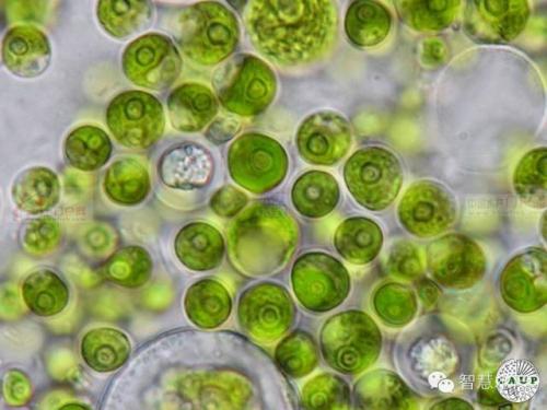 首先证明细菌诱导藻类细胞凋亡