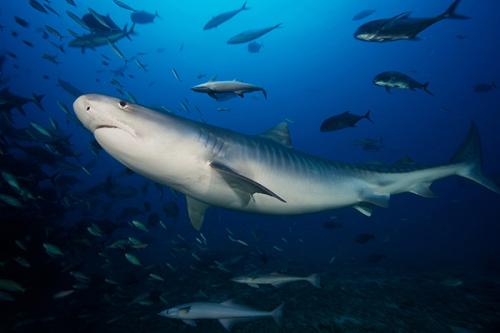 科学家在加拉巴哥群岛标记鲨鱼以监测他们的迁徙