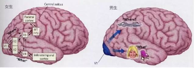 视觉皮层在眼动反射可塑性中发挥作用