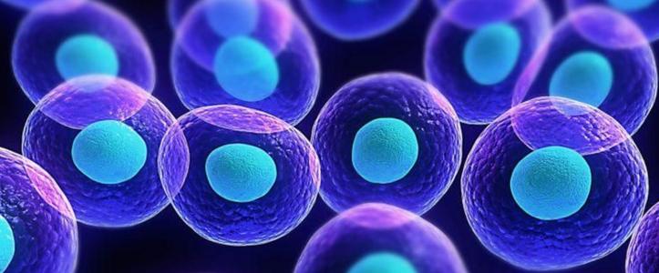 蛋白质浓度的时间波动可以决定干细胞的命运