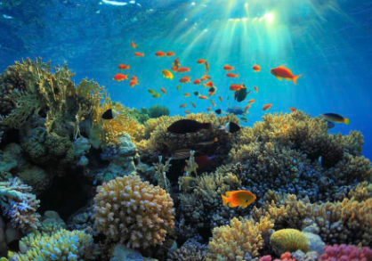 研究表明澳大利亚的大堡礁正处于另一场主要珊瑚白化的边缘