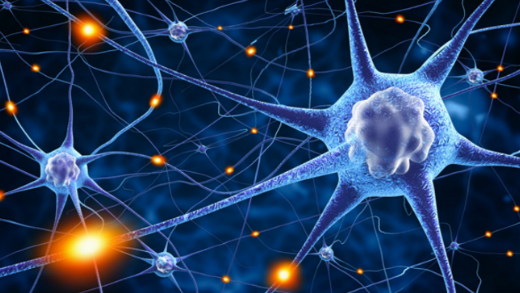 免疫细胞攻击衰老的大脑并释放出一种物质 该物质会阻碍新的神经细胞产生