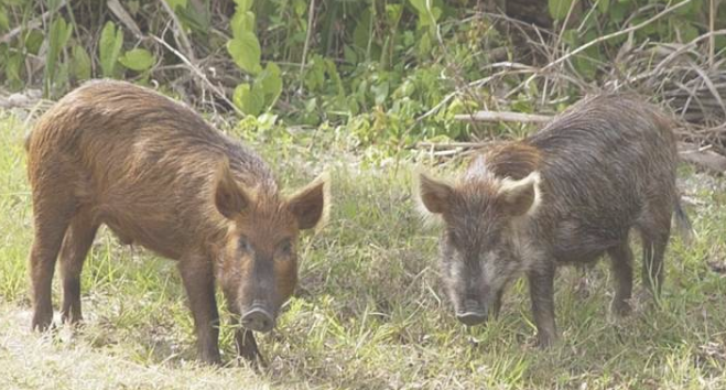 科学家们实时跟踪野猪并了解它们与农业生态系统的相互作用