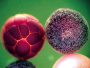 破裂的非洲爪蟾蛙卵的细胞质会自发地重组为细胞状区室