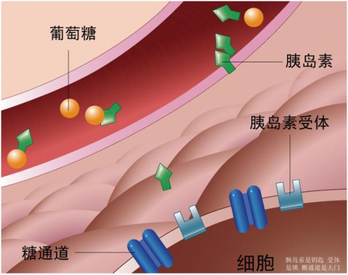 蠕虫的遗传筛选揭示了胰岛素合成的关键步骤