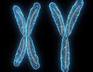 染色体功能的新发现可能揭示人类健康和疾病